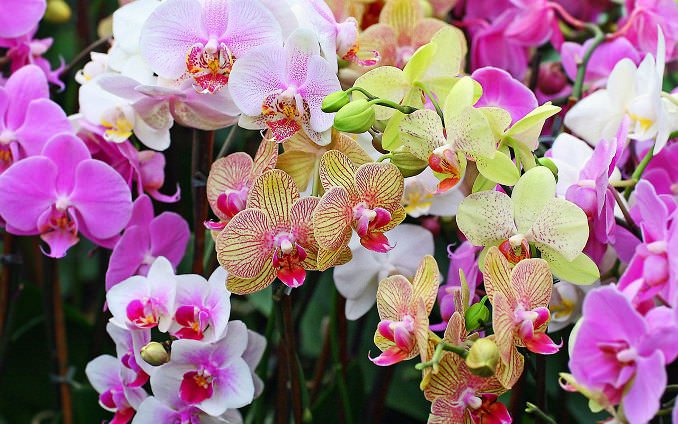 В Китае такое комнатное растение, как орхидея, считается символом богатства семьи
