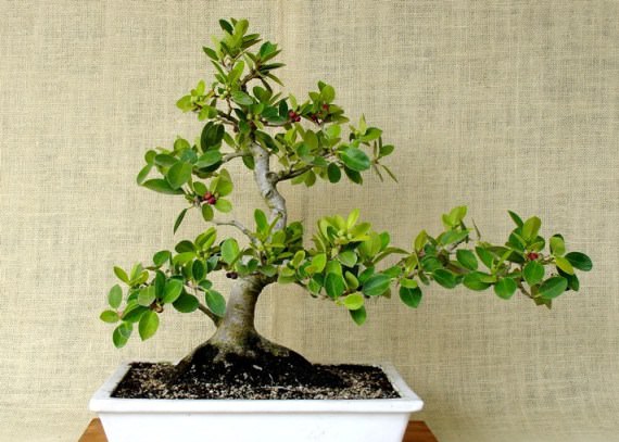 «Панда» (Ficus Panda)