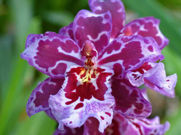 Виды комнатной орхидеи и особенности ухода за растениями