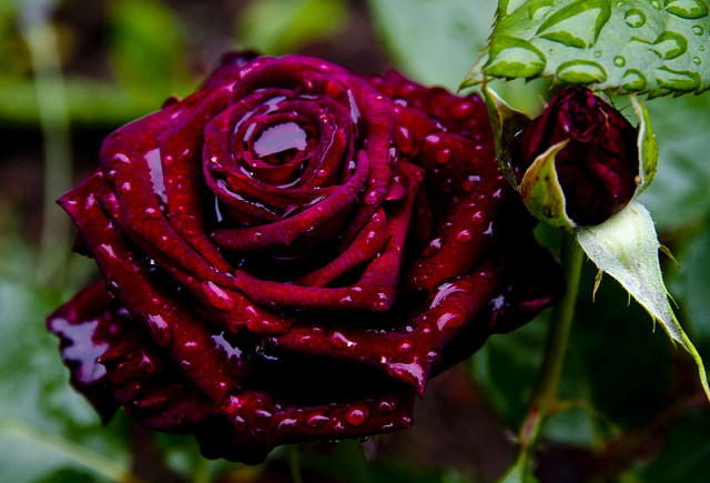 Полностью чёрные цветки у розы не бывают