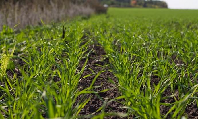 Хороший результат в борьбе с амброзией дает бессменное выращивание в течение трех лет озимых зерновых культур с последующим проведением полупаровой обработки грунта