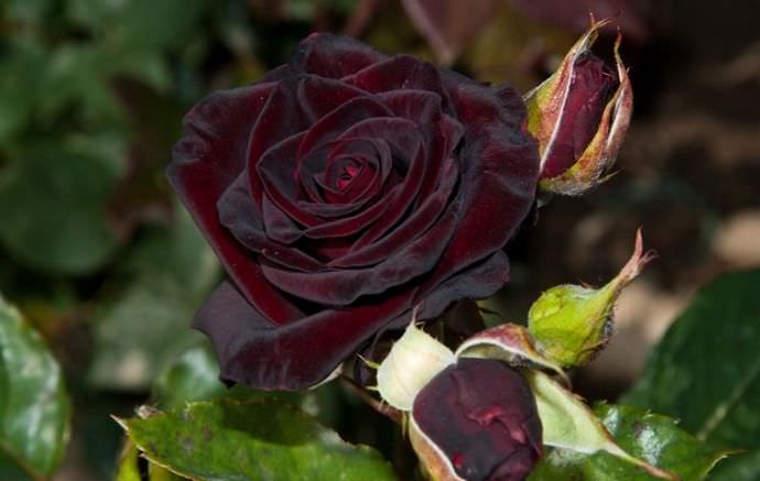 Черные розы принято соотносить с глубокой скорбью, унынием, печалью и трауром