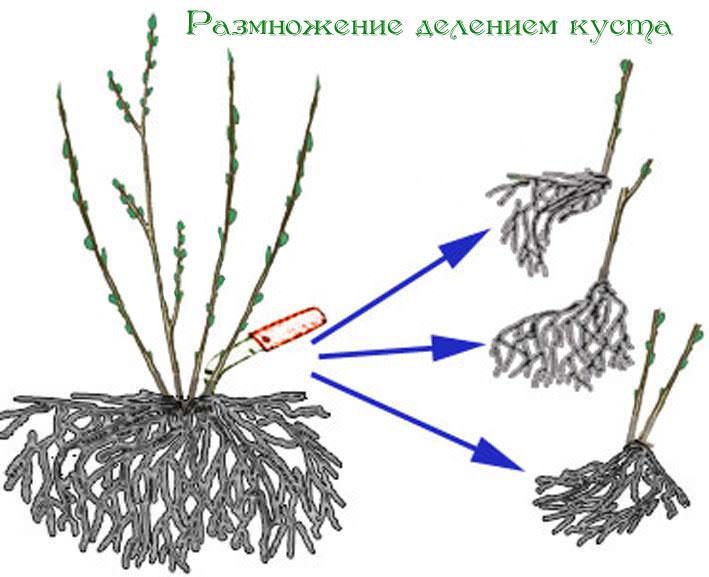 Для размножения старых растений больше всего подходит способ кустового деления