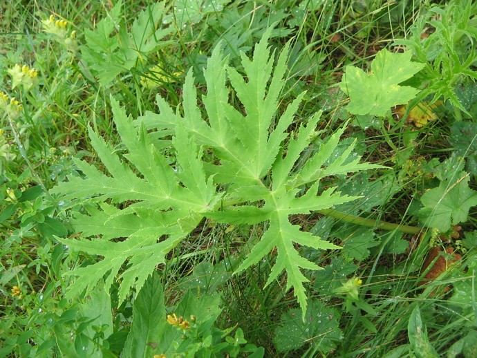 Борщевик мохнатый (Heracleum villosum)