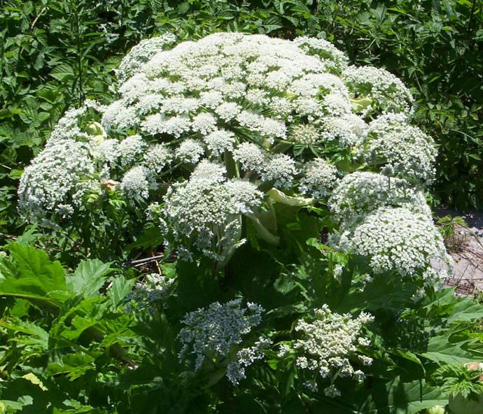 Борщевик Мантегацци (Heracleum mantegazzianum)