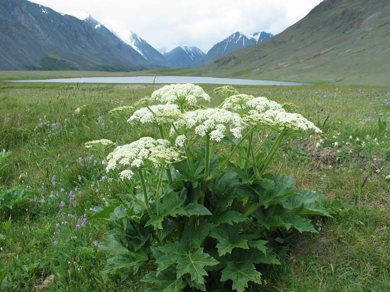 Борщевик дикий (Heracleum sphondylium)