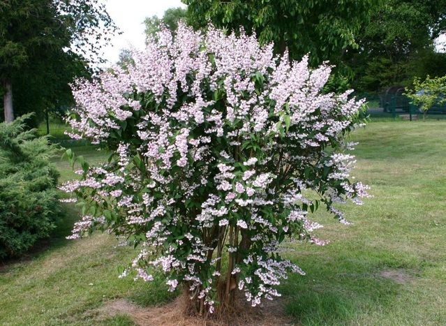 Плена является кустарниковым среднерослым многолетником с зеленой листвой и белыми или розовыми цветками