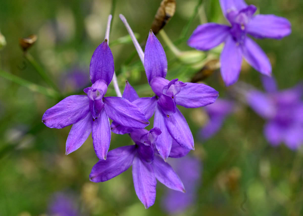 Сокирики полевые (Delphinium consolida)