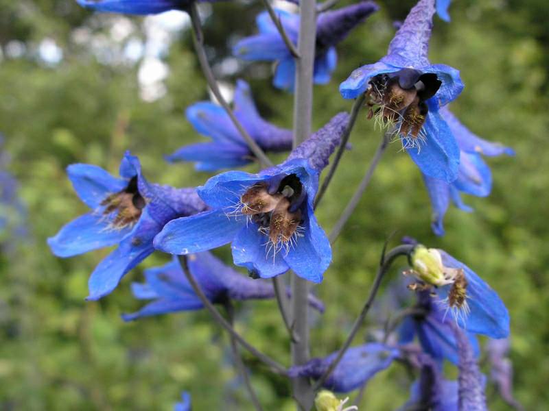 Живокость высокая (D. elatum)