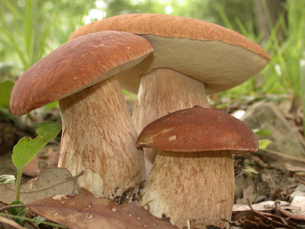 Боровиком называют и одноименный род семейства Болетовых, и самый популярный вид в этом семействе, который все знают под словосочетанием белый гриб