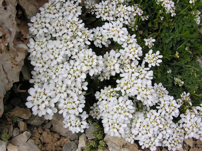 Иберис вечнозеленый (I.sempervirens)