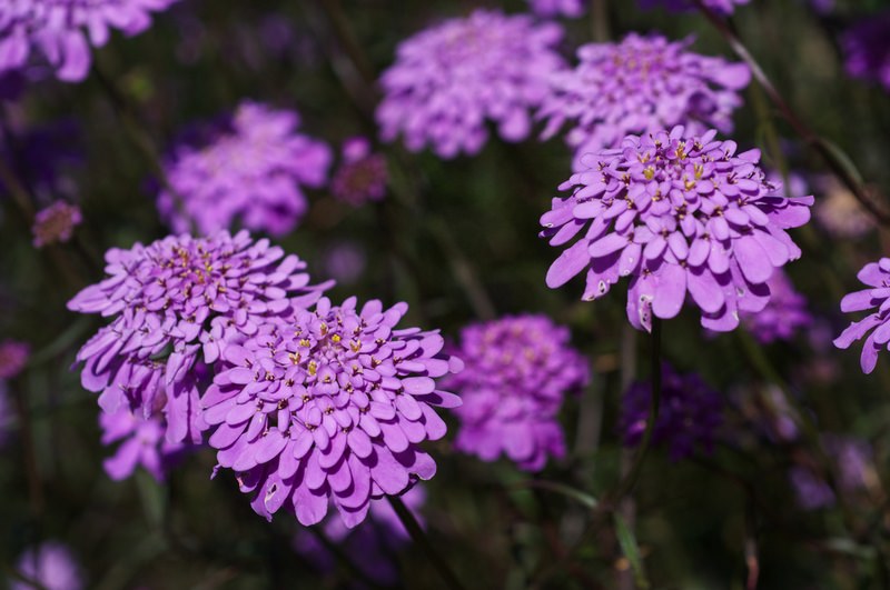 Иберис зонтичный (I.umbellata)