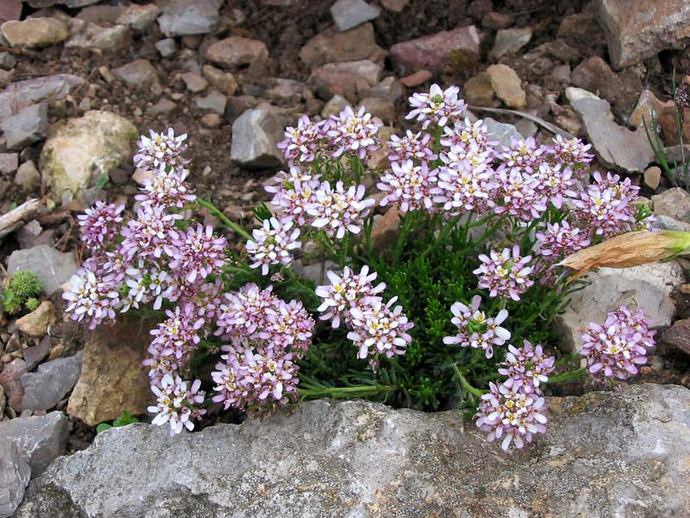 Иберис скалистый (I.saxatilis)