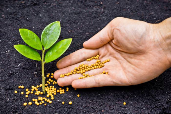 Подкормки удобрениями, в которых содержится достаточное количество калия, необходимы растениям на стадии активизации ростовых процессов и формировании урожая