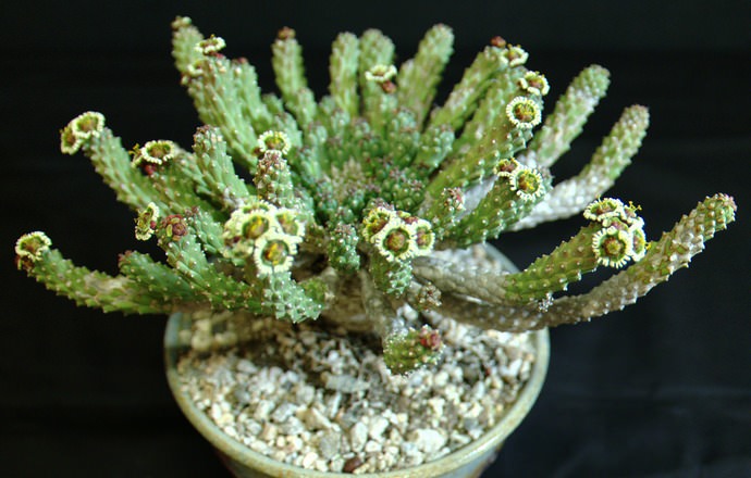 Молочай Голова медузы (Euphorbia caput medusae)