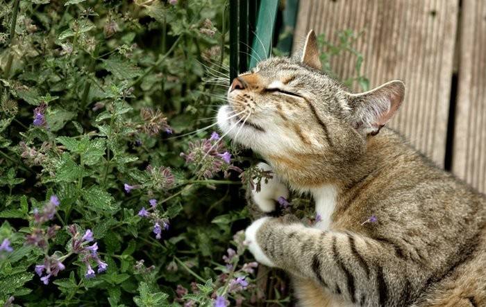 Кошачья мята используется не только для лечения людей, но и применяется при работе с животными из семейства кошачьих