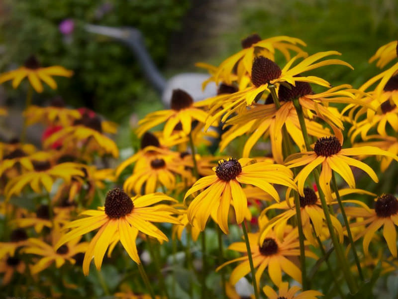 Рудбекия блестящая (Rudbeckia fulgida)