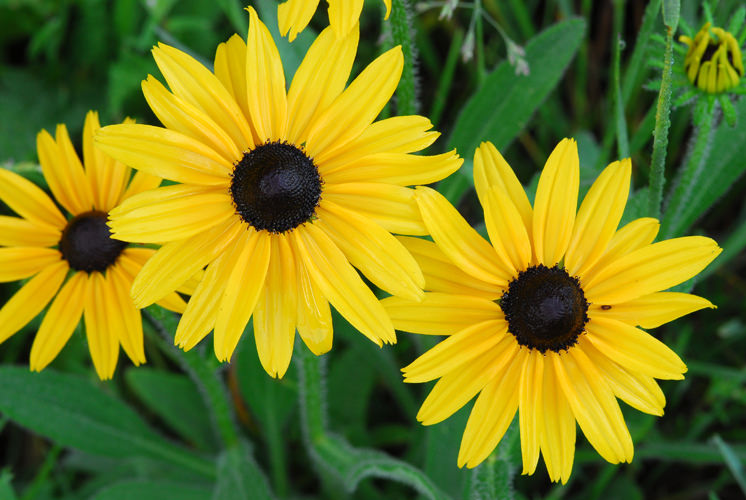 Рудбекия волосистая (Rudbeckia hirta)