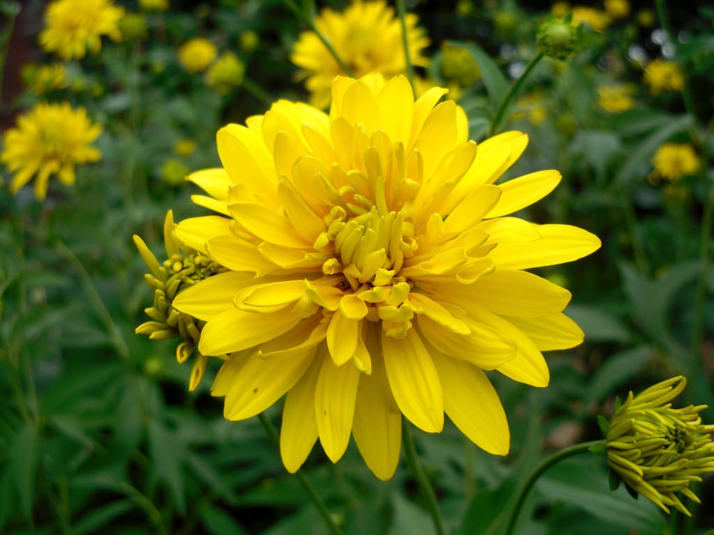 Рудбекия рассеченная (Rudbeckia laciniata)