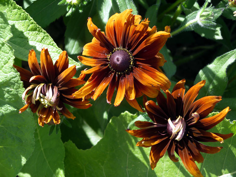 Рудбекия гибридная (Rudbeckia hybrida)