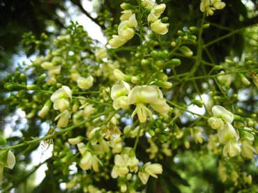 Софора японская — листопадное растение