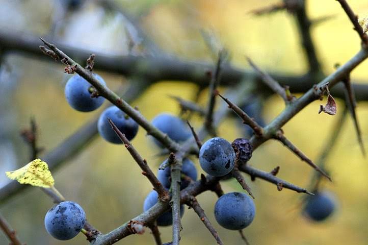 Характерная особенность веток терновника состоит в том, что почти все из них заканчиваются мощным шипом