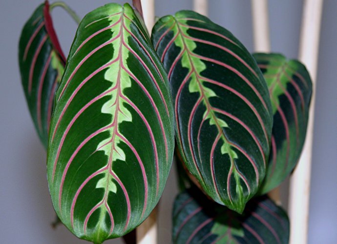 Маранта трехцветная обладает относительно небольшими овальными листьями, которые имеют очень необычное окрашивание