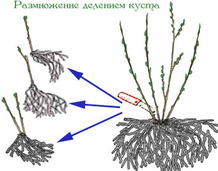 Чтобы размножить пузыреплодник можно использовать метод деление взрослого, уже сформировавшегося куста