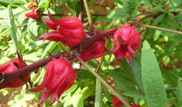 Мясистые чашечки Hibiscus sabdariffa широко используются для приготовления варенья и желе