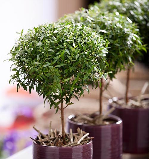 Мирт обыкновенный — популярное и высокодекоративное вечнозелёное растение