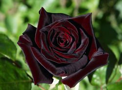 Черные розы уже достаточно давно стали предметом гордости и восхищения цветоводов во многих странах
