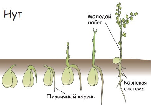 Выращивание нута не слишком отличается от культивирования других бобовых растений