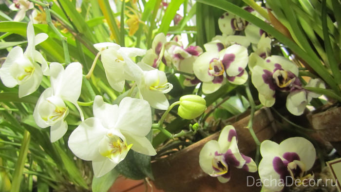 Наиболее часто в домашних условиях цветы высаживают именно в горшки, пластиковые или глиняные © DachaDecor.ru
