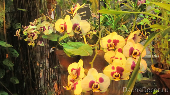 Сейчас орхидеи в нашей жизни являются не только прекрасным решением при выборе подарка, больше — многие покупают их для украшения интерьера дома или офиса © DachaDecor.ru