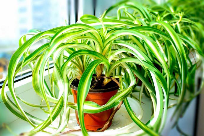 Хлорофитум — представитель рода травянистых многолетних растений
