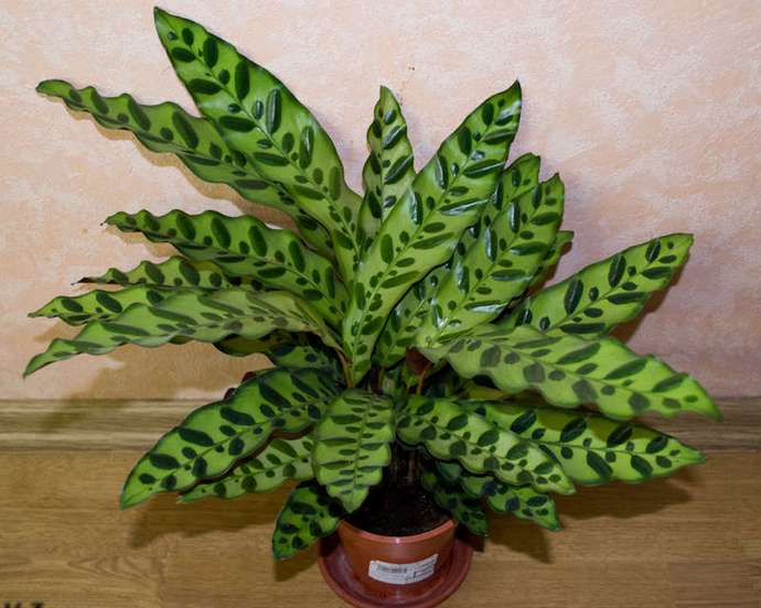 Калатея замечательная (Calathea Insignis)