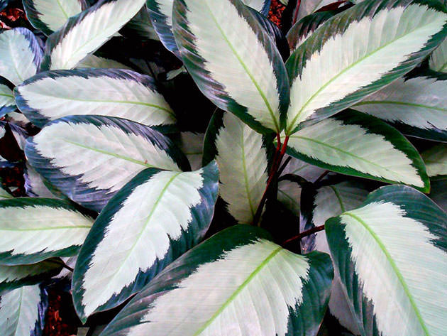 Калатея раскрашенная (Calathea picta)