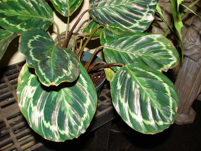 Калатея Вейча (Calathea veitchiana)