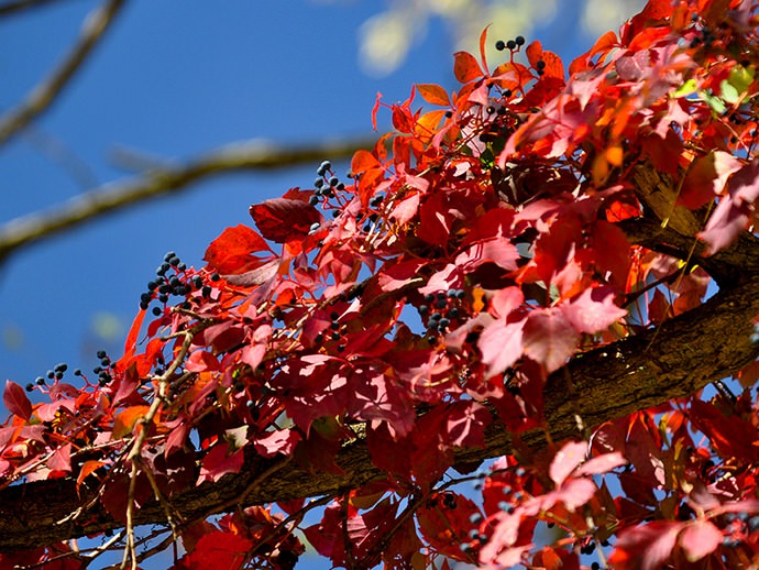 В осенний период листья девичьего винограда приобретают красное или фиолетовое окрашивание