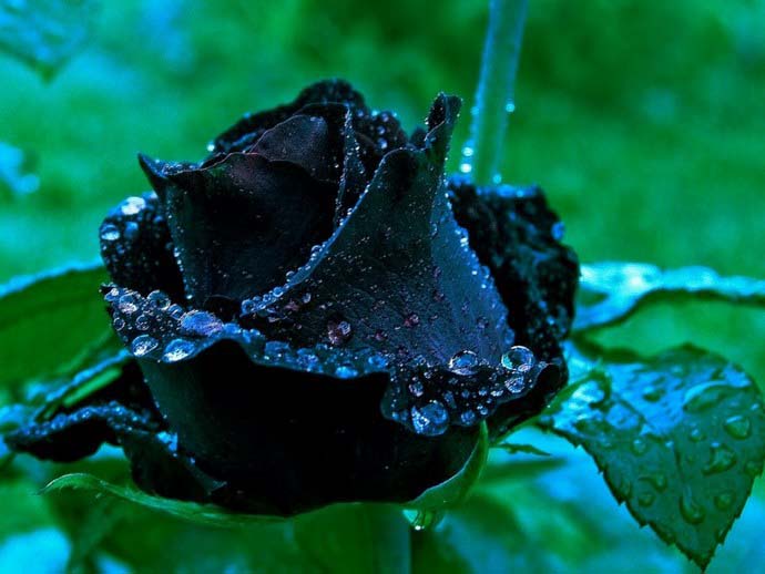 Если вырастить черную розу не представляется возможным, то можно попробовать сделать такой необычный цветок своими руками в домашних условиях