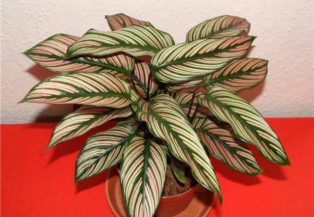 Калатея маджестика (Calathea majestica)