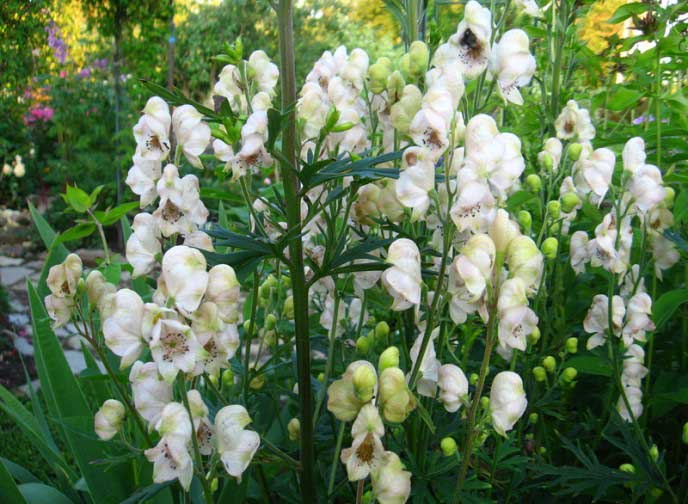 Аконит – очень красивое растение с яркими цветами и листьями причудливой формы