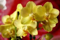 В цветы из семейства орхидных просто невозможно не влюбиться