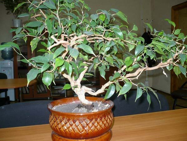 «Вианди» (Ficus Benjamina «Wiandi»