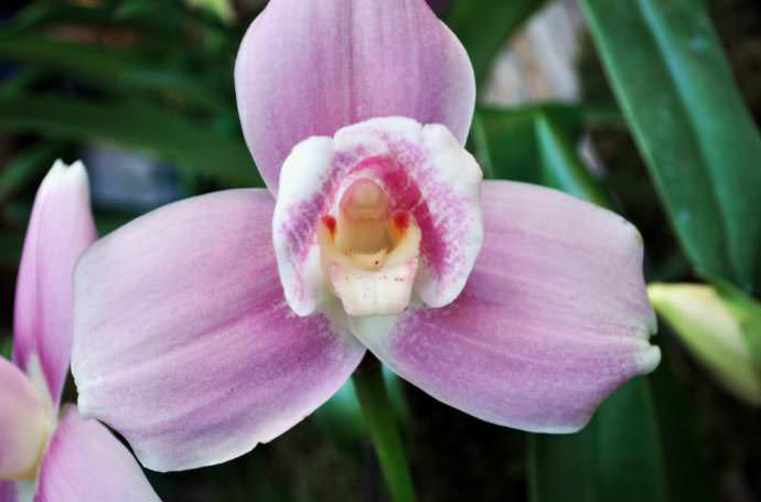Орхидея «Ликаста» — растение, предназначенное для выращивания исключительно в домашних условиях