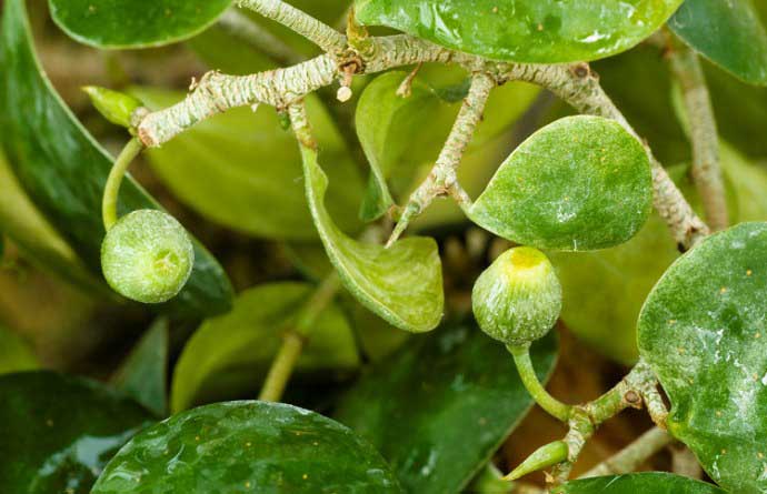 «Дельтолистный» (Ficus deltoidea)