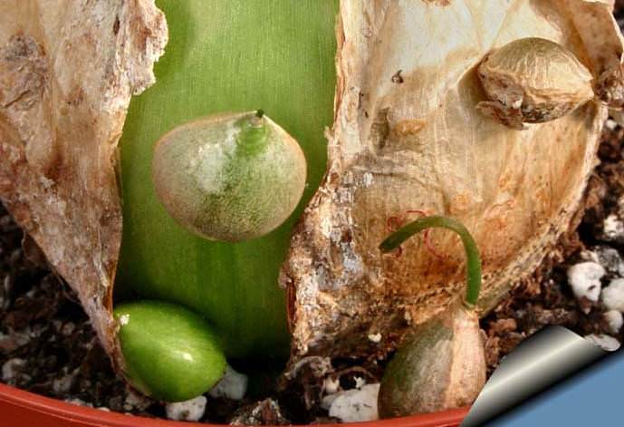 Деление луковицы – один из способов размножения индийского лука
