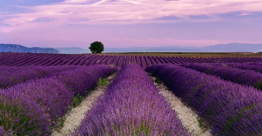 Lavandula принадлежит к роду растений яснотковых, насчитывает порядка 45 видов и около 7 гибридов