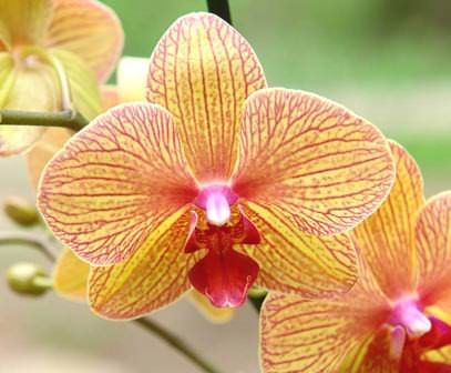 Орхидеи любят влажность, однако, полив должен быть умеренным