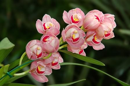 Орхидеи очень требовательны к освещению, а потому, если вы обеспечите максимально светлый день и небольшой досвет в зимнее время